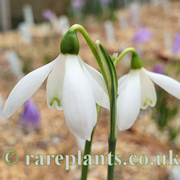Galanthus peshmenii