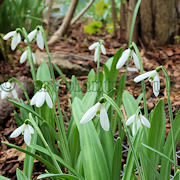 Galanthus plicatus Baxendales Late