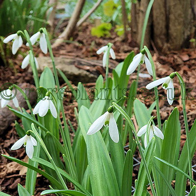 Galanthus plicatus Baxendales Late