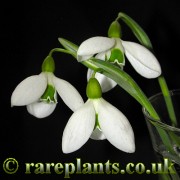Galanthus plicatus Warham