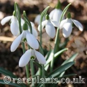 Galanthus plicatus Bolu Shades