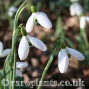 Galanthus plicatus