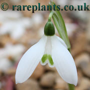 Galanthus reginae-olgae Cambridge