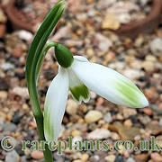 Galanthus reginae-olgae Rubys Green Dream
