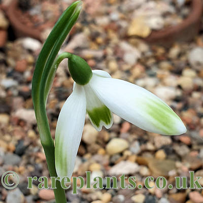 Galanthus reginae-olgae Rubys Green Dream