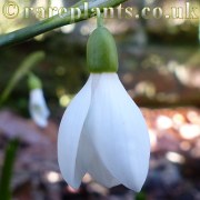 Galanthus transcasicus