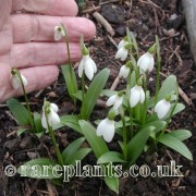 Galanthus woronowii Vladimir Vasak