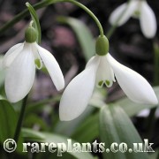 Galanthus woronowii