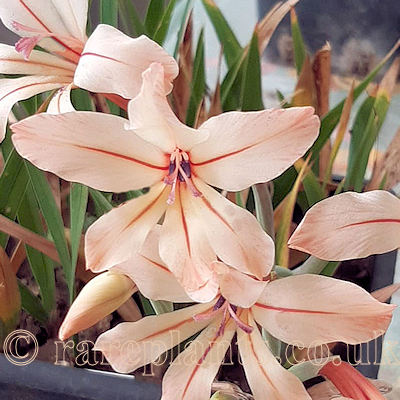 Gladiolus miniatus
