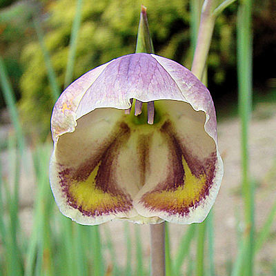 Gladiolus papilio
