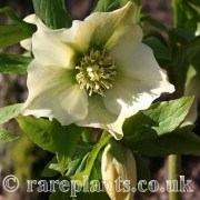 Helleborus orientalis caucasicus