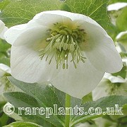 Helleborus orientalis orientalis November