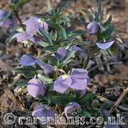 Helleborus purpurascens