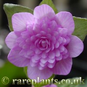 Hepatica japonica Orihime