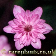 Hepatica japonica Rinsen
