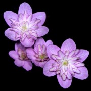 Hepatica japonica Saichou