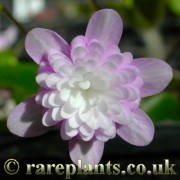 Hepatica japonica Senhime