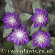 Hepatica japonica Shikouden