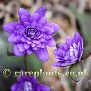 Hepatica japonica Shiun