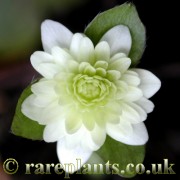 Hepatica japonica Suien