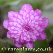 Hepatica japonica Taeka