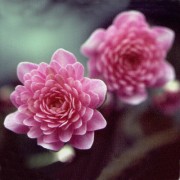 Hepatica japonica Toki