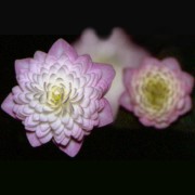 Hepatica japonica Touryoku