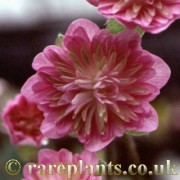 Hepatica japonica Wakakusa