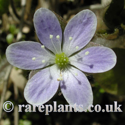 Hepatica acutiloba