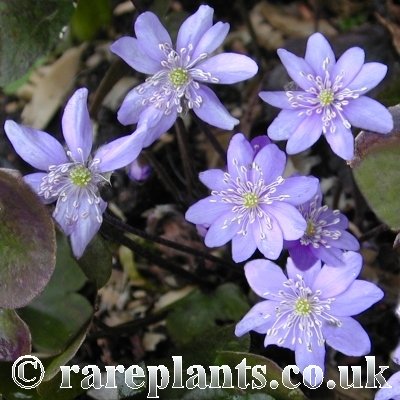Hepatica asiatica