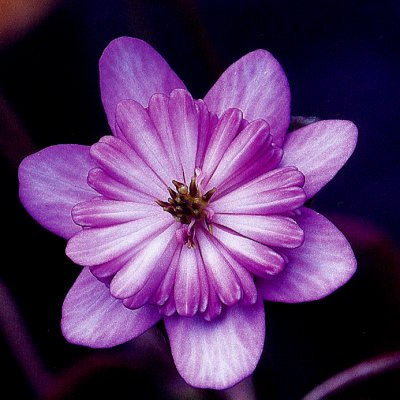 Hepatica japonica Asahizuru