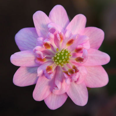 Hepatica japonica Haruno Umi
