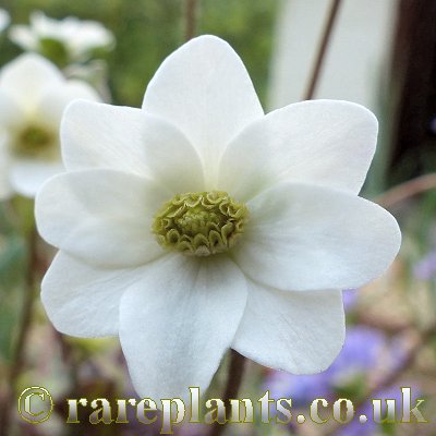 Hepatica japonica Himekujyaku