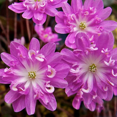 Hepatica japonica Hinamatsurei