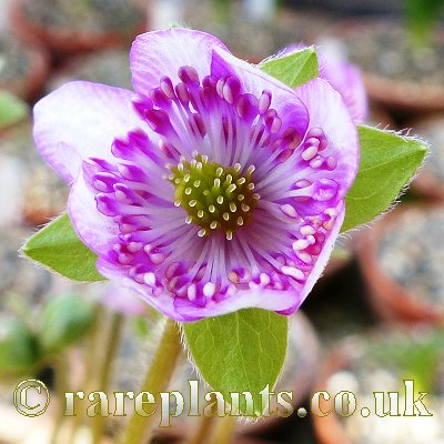 Hepatica japonica Imaizumi