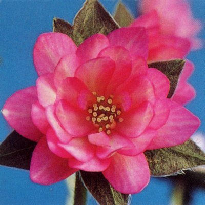 Hepatica japonica Kanzashi