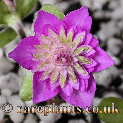 Hepatica japonica Maigoromo