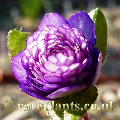 Hepatica japonica Miyuki