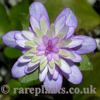Hepatica japonica Murasaki Shikibu
