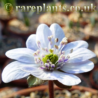 Hepatica japonica Ogawa Sandan