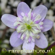 Hepatica japonica Okesabayashi