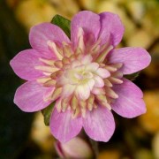 Hepatica japonica Oumei
