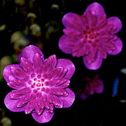 Hepatica japonica Rengetsu