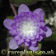 Hepatica japonica Ruri