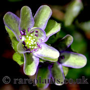 Hepatica japonica Ryokka