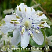 Hepatica japonica Ryokurai