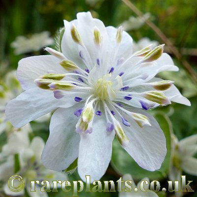 Hepatica japonica Ryokurai