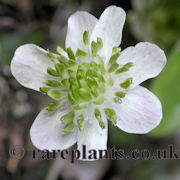 Hepatica japonica Sansetsu