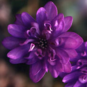 Hepatica japonica Seiran