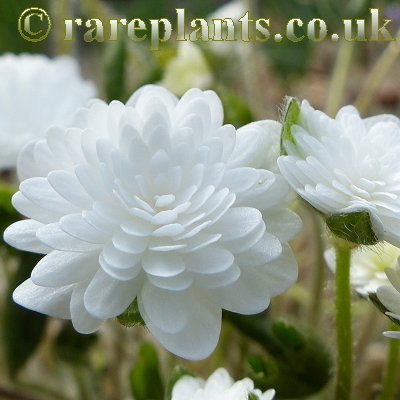 Hepatica japonica Shirayuki